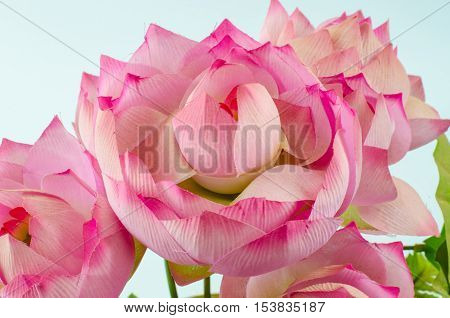 pastic lotus flower of decoration on white background