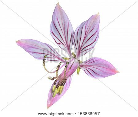 A close up of the wildflower fraxinella (Dictamnus dasycarpus). Isolated on white.