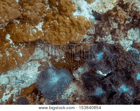 the big sea fan in Myanmar divesite