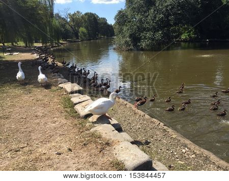 White Peking Duck In Audubon Park In New Orleans Makes Beautiful Shapes With Its Wings