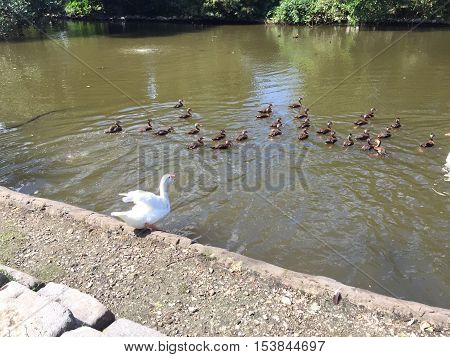 White Peking Duck In Audubon Park In New Orleans Makes Beautiful Shapes With Its Wings