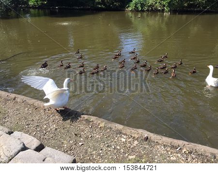White Peking Duck In Audubon Park In New Orleans Makes Beautiful Shapes With Its Wings
