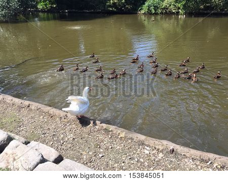large white duck spreads wings to fly on the edge of a pond