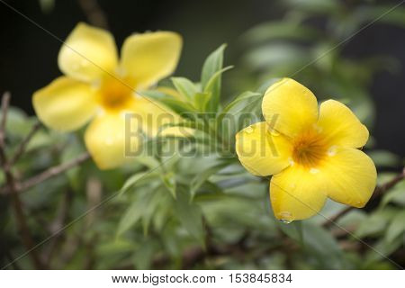 Allamanda Common Allamanda Golden Trumpet Golden Trumpet Vine Yellow Bell