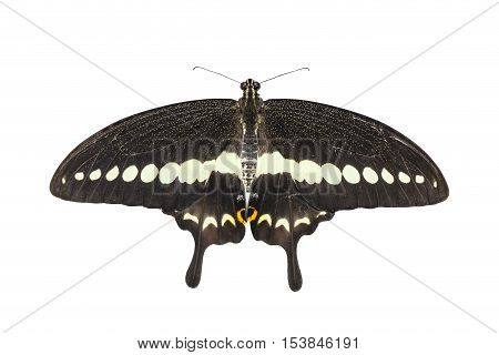 Isolated Top View Of Banded Swallowtail Butterfly (papilio Demolion)