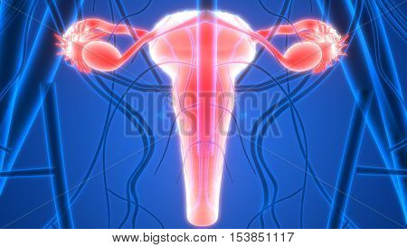 3D Illustration of Female Reproductive System with nervous system and urinary bladder