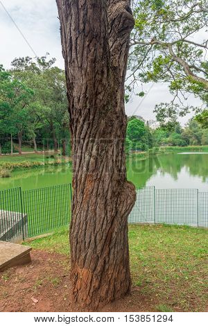 Tree Bark Detail At The Aclimacao Park In Sao Paulo