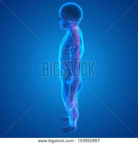 3D Illustration of Human Skeleton with Nervous System