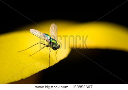 Green long legged fly resting on a yellow flower pedal