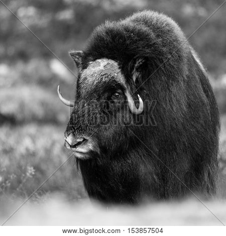 Musk ox and mountains in Dovre Norway