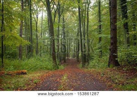 Nature Autumn Forest In The Siebengebirge
