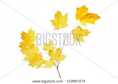 Yellow fall leaves of a sugar maple (Acer saccharum) isolated against a while background
