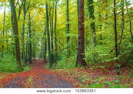 Nature Autumn Forest In The Siebengebirge