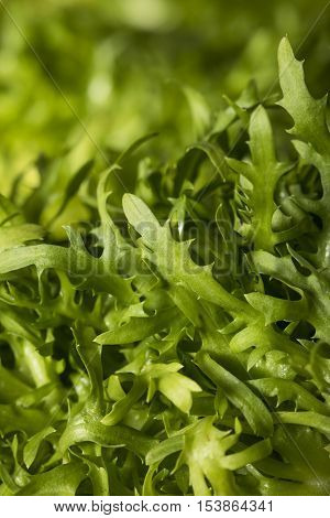 Raw Green Organic Frisee Lettuce