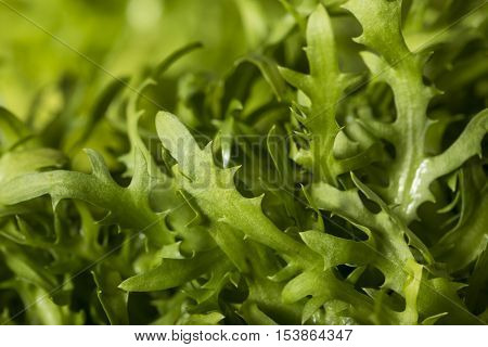 Raw Green Organic Frisee Lettuce