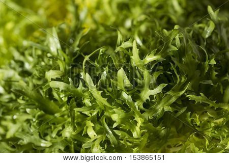 Raw Green Organic Frisee Lettuce