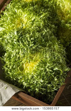 Raw Green Organic Frisee Lettuce