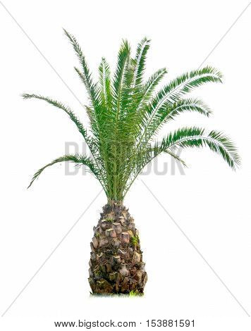 In a white isolated background of a vibrant cycads.