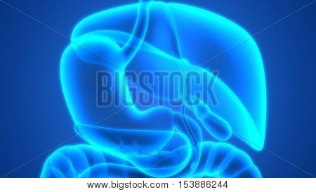 3D Illustration of Human Digestive System Anatomy