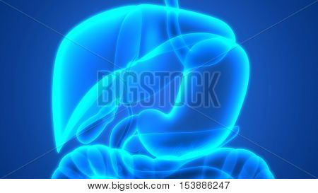 3D Illustration of Human Digestive System Anatomy