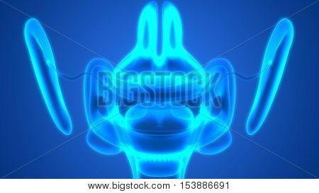 3D Illustration of Human Digestive System (Mouth Anatomy)