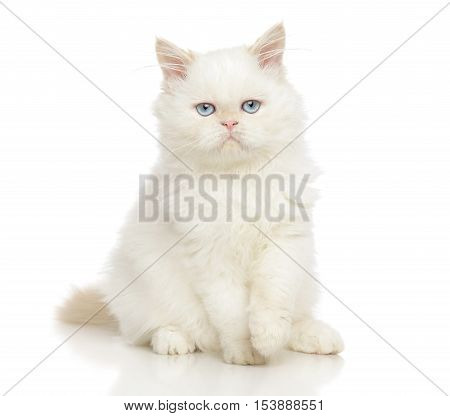 Persian Cat