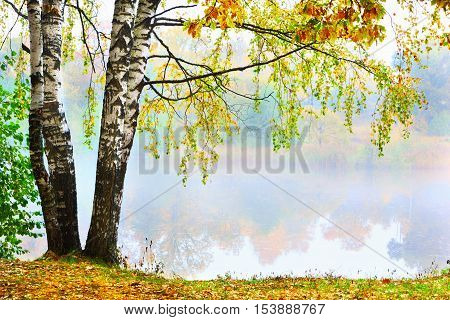 autumn forest and fog near the pond
