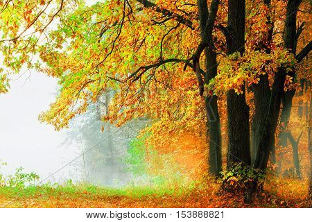 autumn forest and fog near the pond