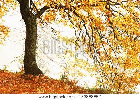 autumn forest and fog near the pond