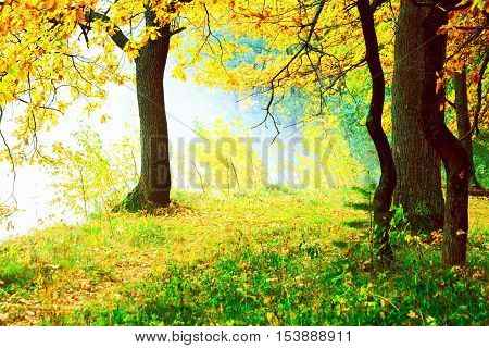 autumn forest and fog near the pond