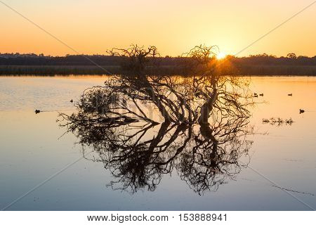 Tree silhouette at dawn at Herdsman Lake in Perth Western Australia.