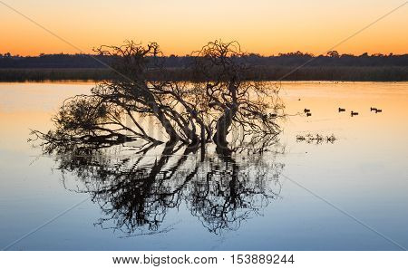 Tree silhouette at dawn at Herdsman Lake in Perth Western Australia.