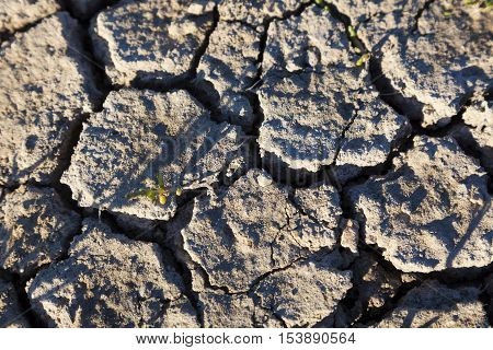Detail ot the Aridity Ploumanach Brittany France