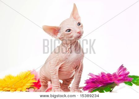 Sphinx kitten looking with interest