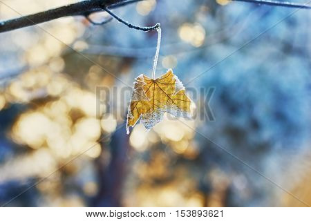 Maple leaf on a branch covered with hoarfrost frost or rime in winter day against sunset background.