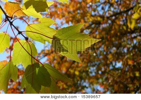 Primer plano de hojas de arce en otoño