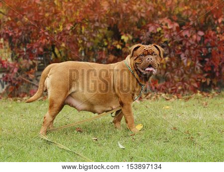 Dogue De Bordeaux - Pregnant Female