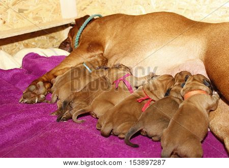 Lactating Female - Dogue De Bordeaux