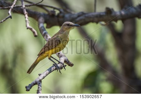 Tropical Kingbird On Branch In Dappled Sunlight