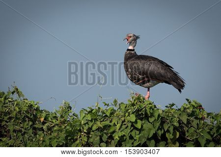 Southern Screamer Perched In Profile On Bush