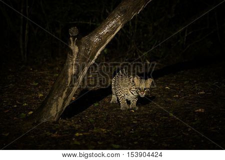 Ocelot Crouching Under Dead Tree At Night