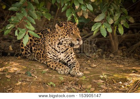 Jaguar Lying On Bare Earth Under Bushes