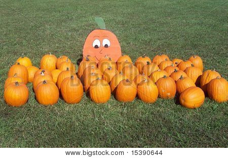 Pumpkin Patch