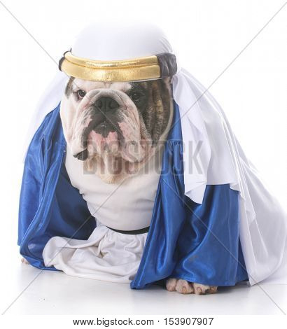bulldog wearing a sheik costume isolated on white background