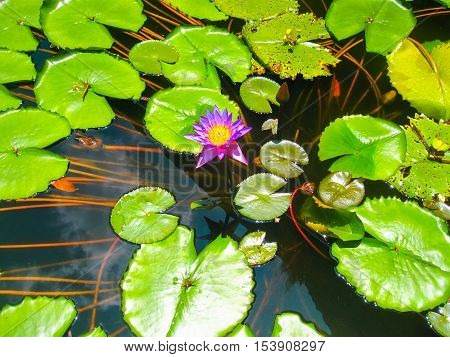 Pink lotus blossoms or water lily flowers blooming on pond