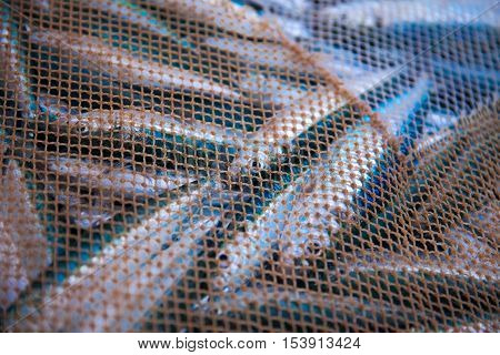 Net full of Fish on the cosat - cluose up
