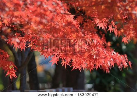 an Autumn Leaves Of Adashino Nenbutsu ji