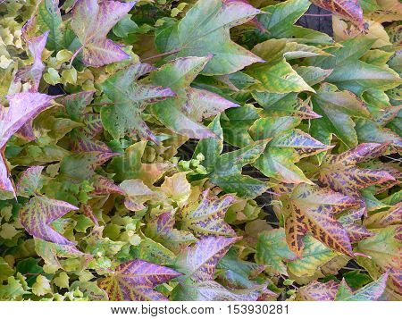 Colorful autumn leaves Parthenocissus tricuspidata climbing up the wall