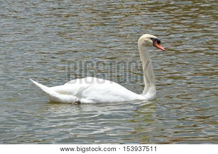 A beautiful white swan in the lake