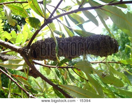 Banksia Pod